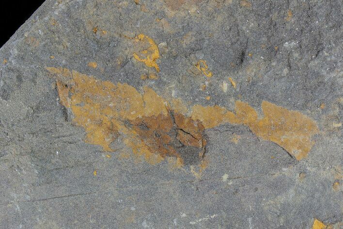 Ordovician Fossils (Duslia? & Carpoids) - El Kaid Rami, Morocco #80278